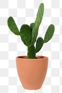 Bunny ear cactus png mockup in a terracotta pot
