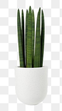 Cylindrical snake plant mockup png in a white pot
