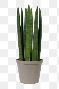 Cylindrical snake plant png mockup in a gray pot