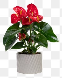 Red anthurium plant png mockup in a gray pot