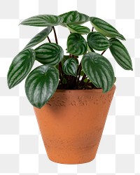 Houseplant png mockup in a terracotta pot faux watermelon peperomia