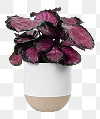 Pink plant png mockup in a white pot