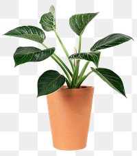 Peace lily plant png mockup in a terracotta pot home decor object