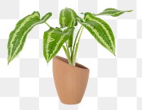 Caladium png potted plant, transparent background