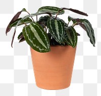 Houseplant png mockup in a terracotta pot faux watermelon peperomia