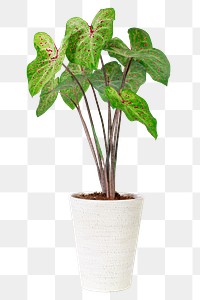 Caladium png potted plant, transparent background