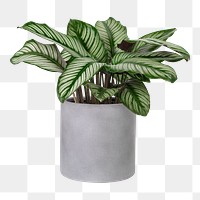 Calathea plant png mockup in a gray pot