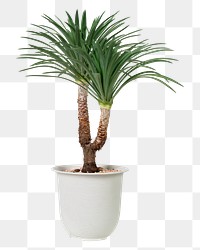 Agave tree plant png mockup in a white pot