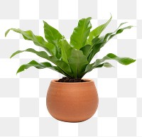 Plant mockup png in a terracotta pot birds nest fern plant