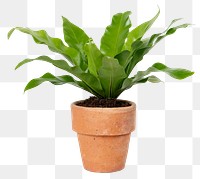 Birds nest fern plant png mockup in a terracotta pot home decor object