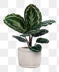 Calathea medallion plant png mockup in a white pot