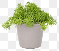 Sedum Lineare plant png mockup in gray pot