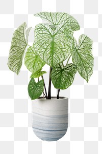 Caladium png potted plant, transparent background