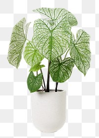 Caladium png potted plant, transparent background