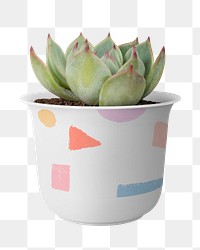 Succulent plant png mockup in a cute pot