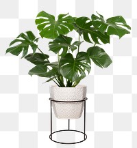 Monstera deliciosa plant png mockup in a pot