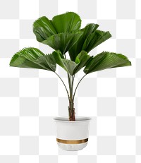 Ruffled leaf plant png mockup in a white pot