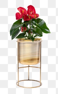 Red anthurium houseplant png mockup in a brass plant pot