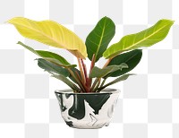 Dieffenbachia camille plant png mockup in a pot