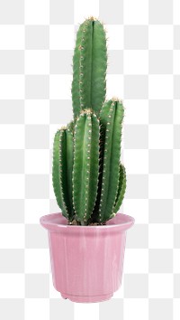 Cereus Cactus png plant mockup in a pot