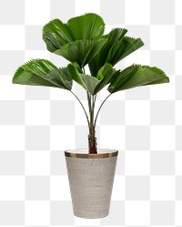 Ruffled leaf plant png mockup in a gray pot