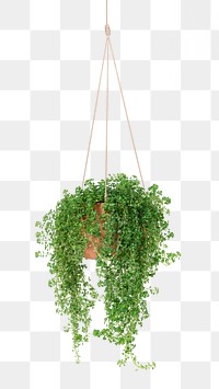 Angel vine png mockup indoor hanging plant