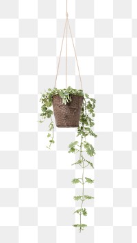 English ivy png mockup indoor hanging plant