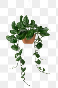 Hanging Pothos png plant mockup