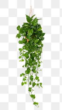 Marble Pothos png mockup indoor hanging plant