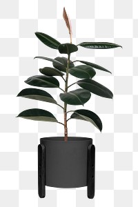 Rubber plant png mockup in a pot