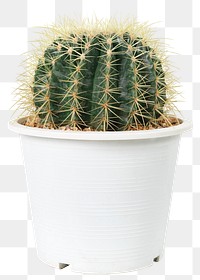 Golden barrel cactus png mockup in a white pot