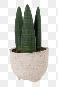 African spear plant png mockup in a pot