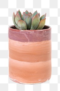 Succulent plant png mockup in a terracotta pot home decor object