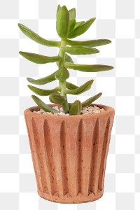 Succulent plant png mockup in a terracotta pot home decor object