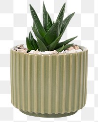 Aloe vera plant png mockup in a cute pot