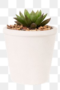 Small succulent plant png mockup in a white pot