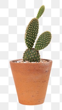 Bunny ear cactus png mockup in a terracotta pot