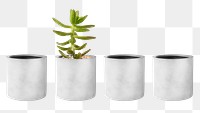 Small plant pot png mockup in a row with a succulent