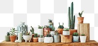 Rustic shelf png mockup with mixed cacti and succulents