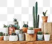 Rustic shelf png mockup with mixed cacti and succulents