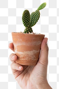 Small terracotta pot png mockup with cactus