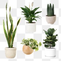 Mixed houseplants png sticker set