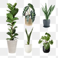 Mixed houseplant png mockup set