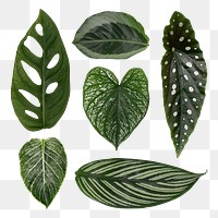 Green houseplant leaves png on transparent background 