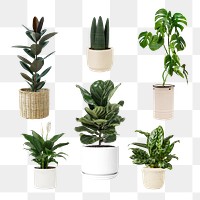 Mixed houseplant png mockup set