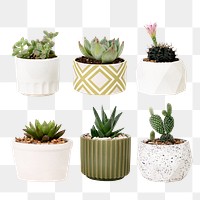 Mixed houseplant png mockup set