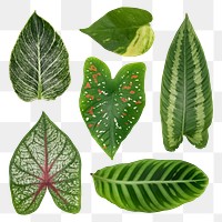 Green houseplant leaves png on transparent background 