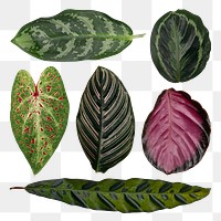 Green houseplant leaves png on transparent background 