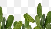 Cactus png border transparent background 