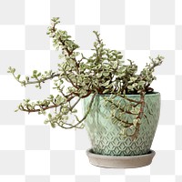 Plant png green pot
